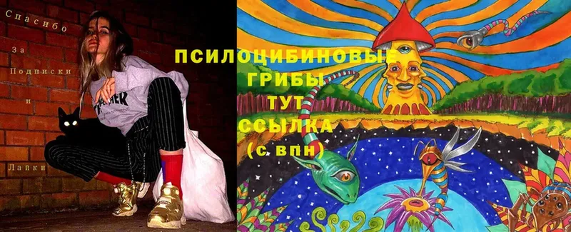 Галлюциногенные грибы Cubensis  OMG ссылки  Баксан 